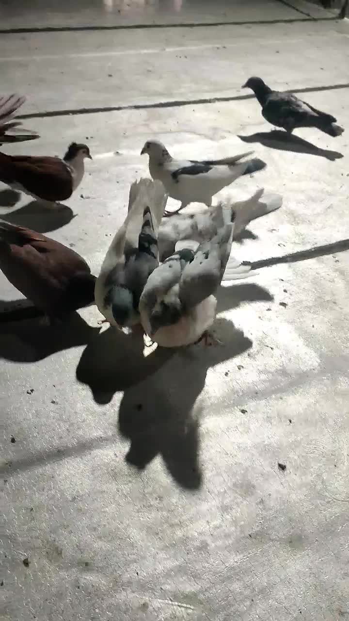 پرنده ی بوم|پرنده|قزوین, |دیوار