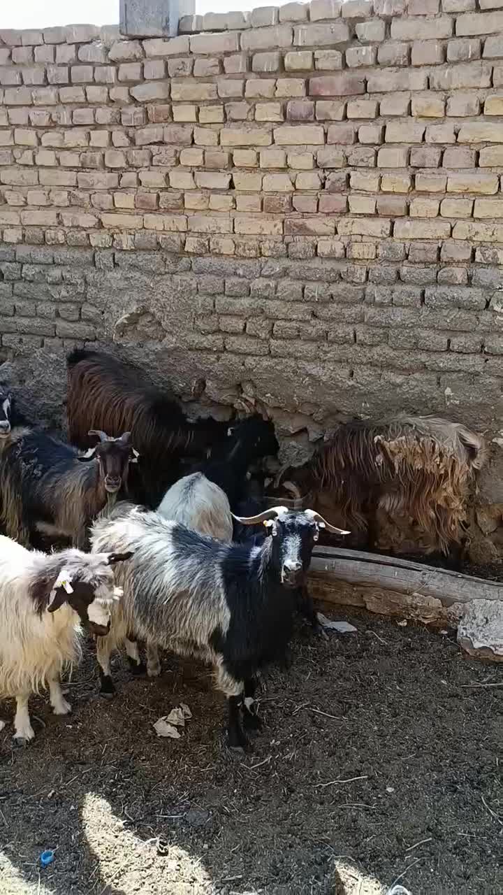 بز بومی جوان در کاشان|حیوانات مزرعه|قم, امامزاده ابراهیم|دیوار