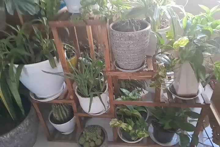 گلهای بسیار زیبا ۱۰۰ فروش فوری|گل و گیاه طبیعی|بجنورد, |دیوار