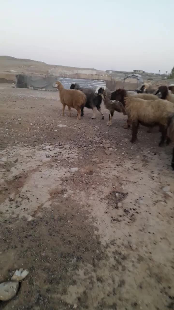 ۲۷راس شیشک میش ترکی داشتی صحرایی آبستن|حیوانات مزرعه|شیراز, تل حسین‌آباد|دیوار
