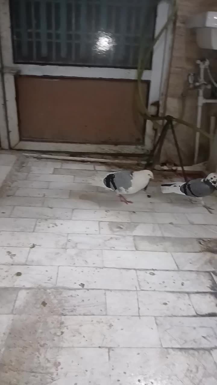 پرنده|پرنده|قم, شاه سید علی|دیوار