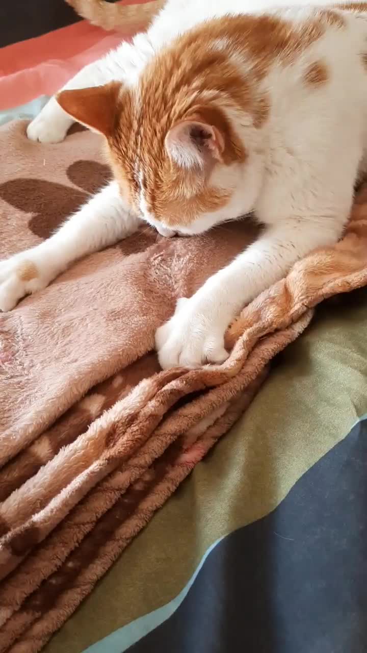 پیشی ناز|حیوانات|تهران, مینی‌سیتی (شهرک نفت)|دیوار