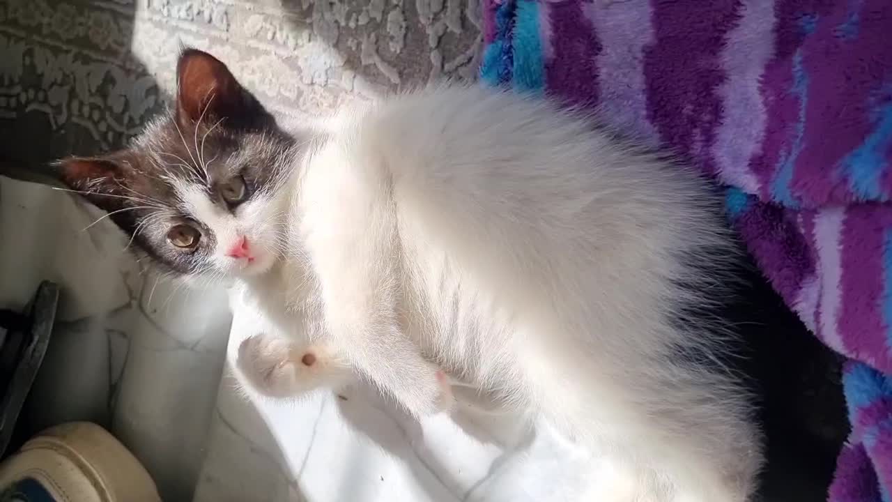 واگذاری بچه گربه|گربه|کرمان, |دیوار