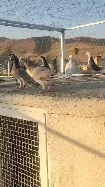 کبوتر بیرونی|پرنده|شیراز, شهرک سعدی|دیوار
