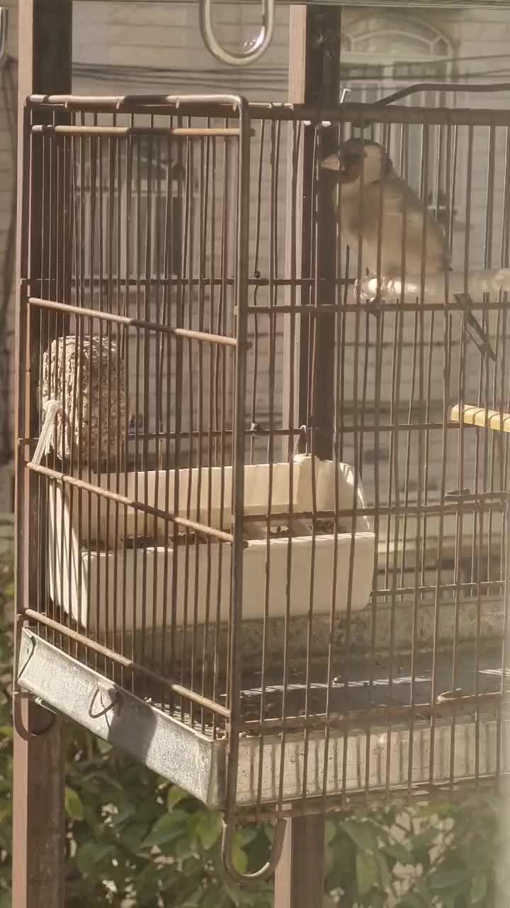 سهره|پرنده|شهر ری, دولت‌آباد|دیوار