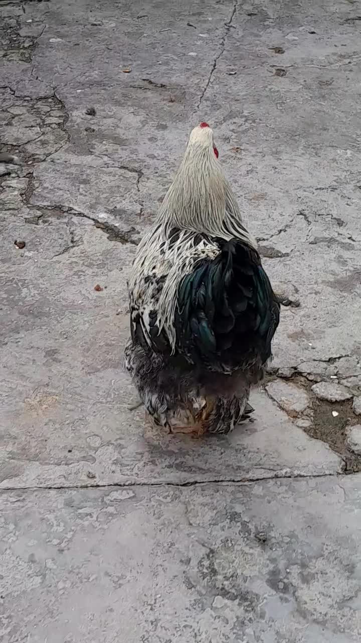 برهما اصیل غاز  خروس ریشو|حیوانات مزرعه|بندر ماهشهر, |دیوار