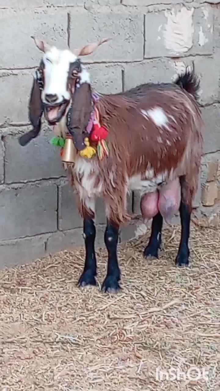 فروش 1راس شاه بز شیری|حیوانات مزرعه|بردسکن, |دیوار