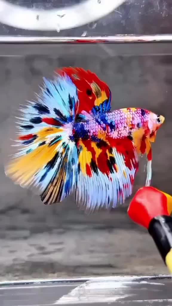 انواع ماهی فایتر بتا وارداتی تایلند|ماهی|کرمانشاه, |دیوار