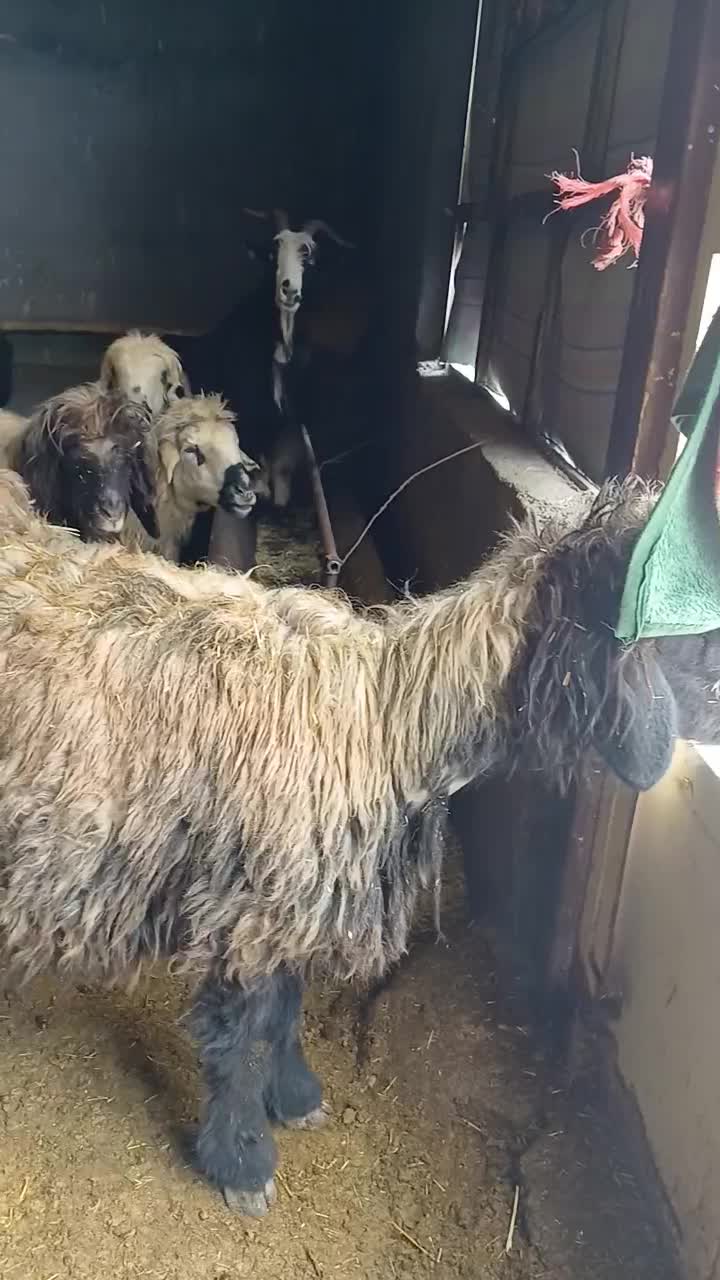 گوسفند|حیوانات مزرعه|لاران, |دیوار