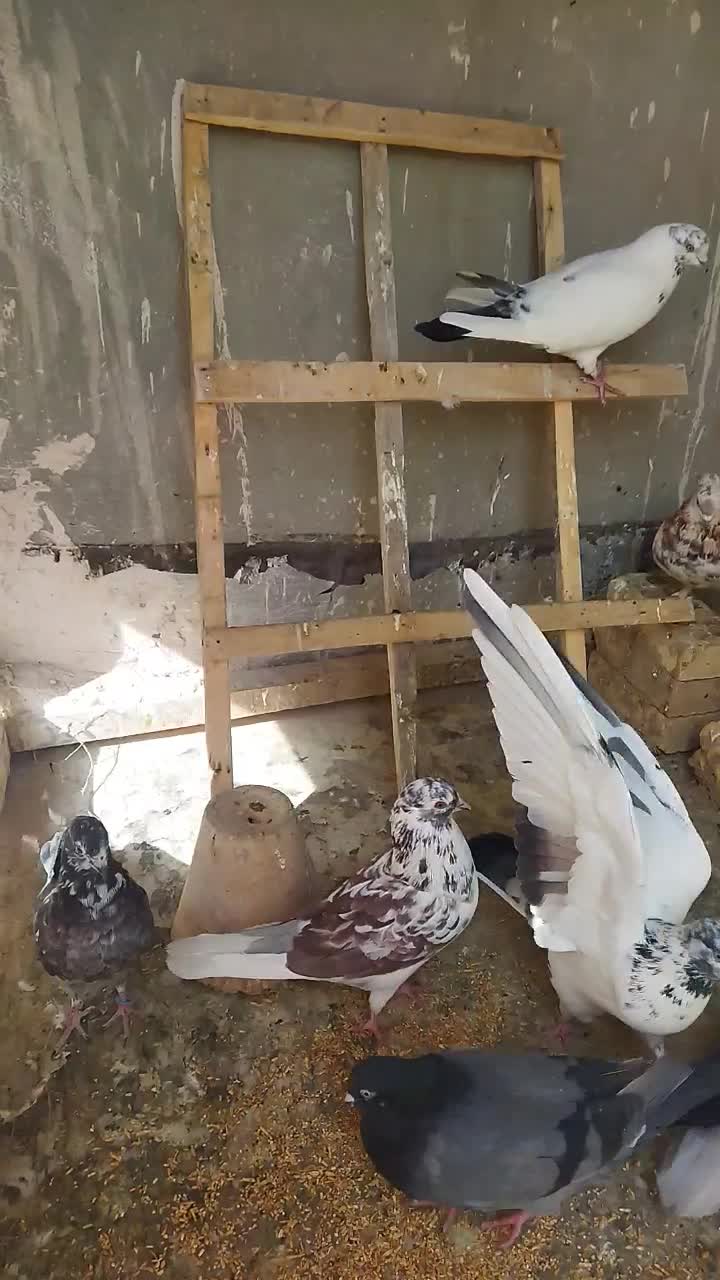 یه بوم کبوتر فروشی|پرنده|خمینیشهر, |دیوار