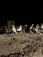 کبوتر|پرنده|اسفراین, |دیوار