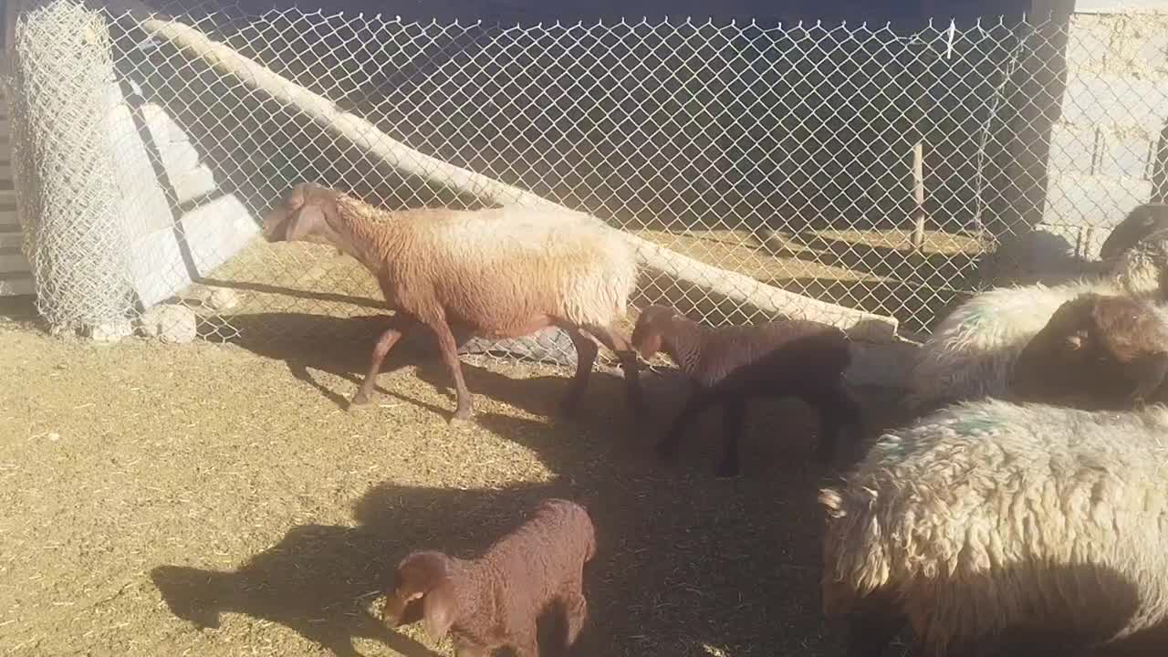 میش افشار|حیوانات مزرعه|لردگان, |دیوار