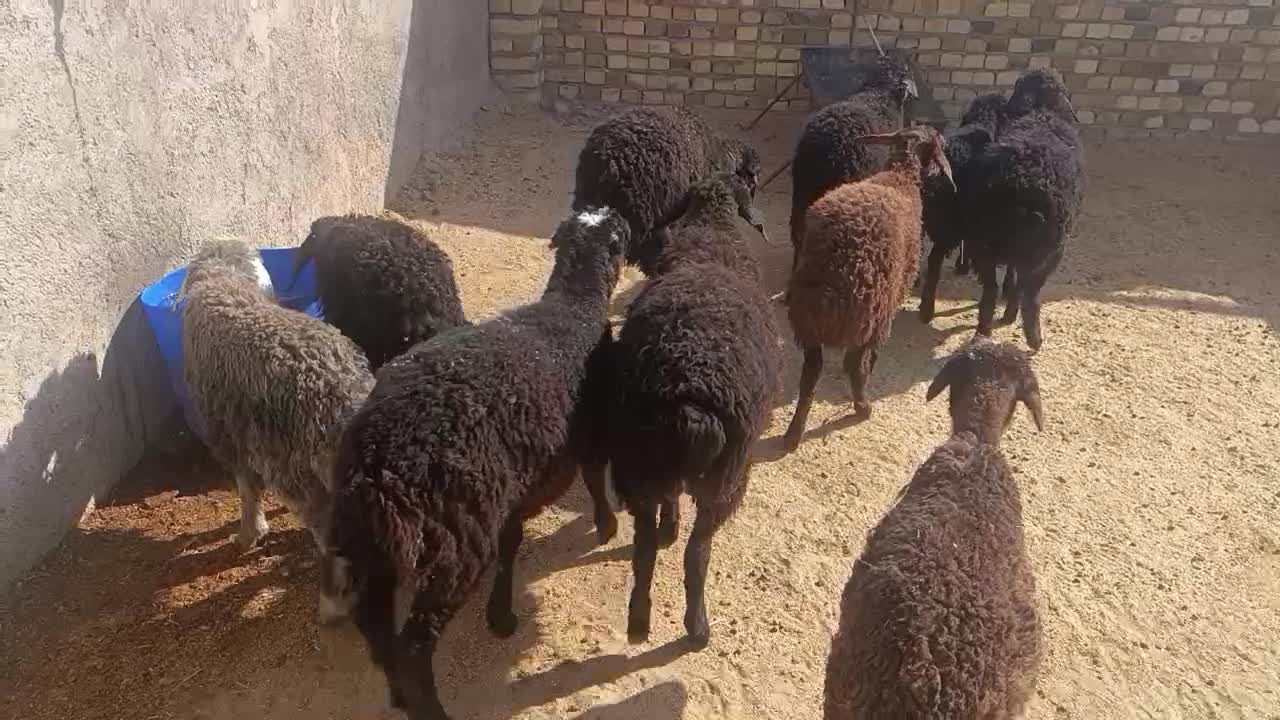 10بره شیرمست 25کیلویی|حیوانات مزرعه|کرج, شهرک البرز ۳|دیوار