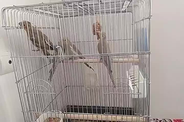 سلام..فروش جوجه عروس|پرنده|میانه, |دیوار