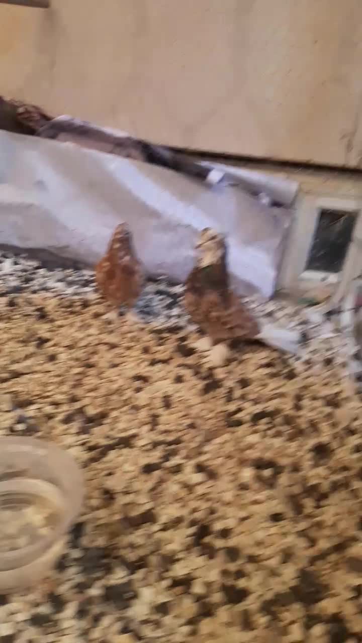 دوتا کفتر هما و سرور دونه ای|پرنده|ری, ولی آباد|دیوار