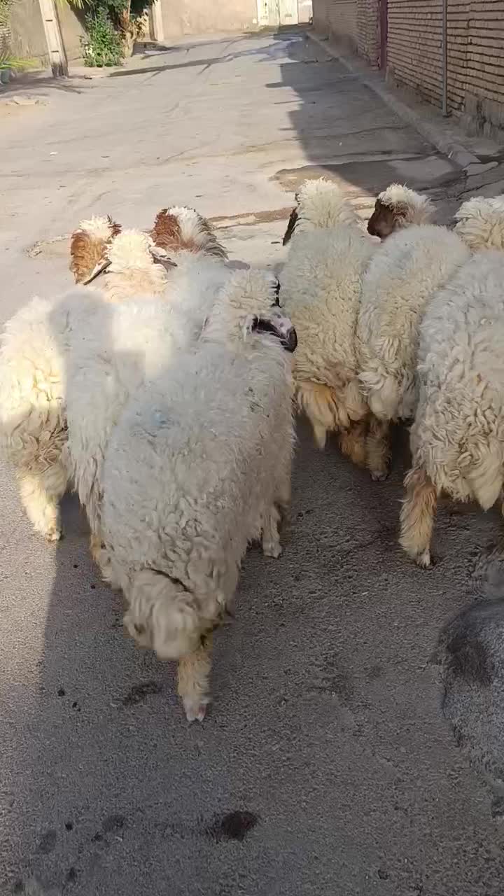بره8عدد دجیجه برای نگهداری خوبه جفتی 230/000/000|حیوانات مزرعه|اهواز, منازل کارون|دیوار