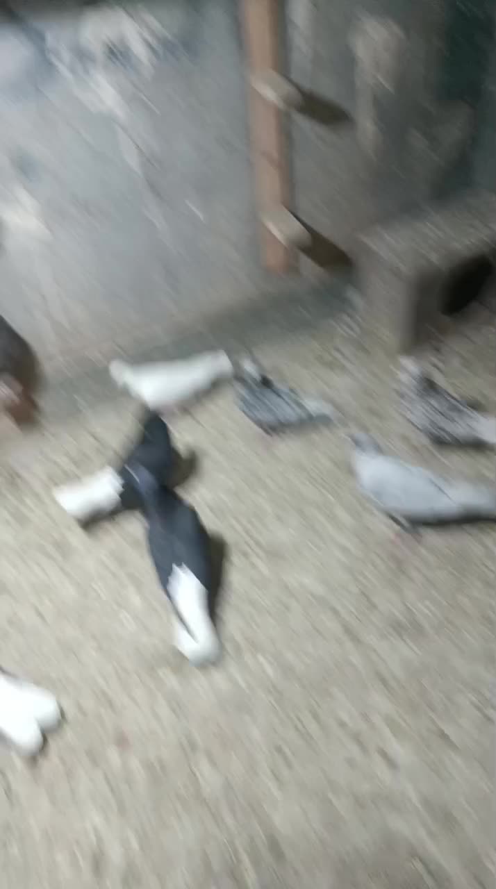 تعداد رسید|پرنده|بندر ماهشهر, |دیوار