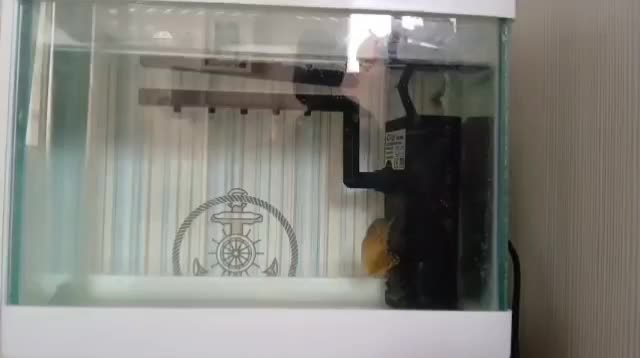 ماهی گورامی زرد گیاهخوار ۶.۵ سانتی|ماهی|شیراز, تاچارا|دیوار