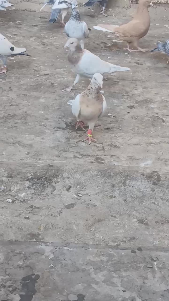 زرد هفرنگ ماده|پرنده|تاکستان, |دیوار