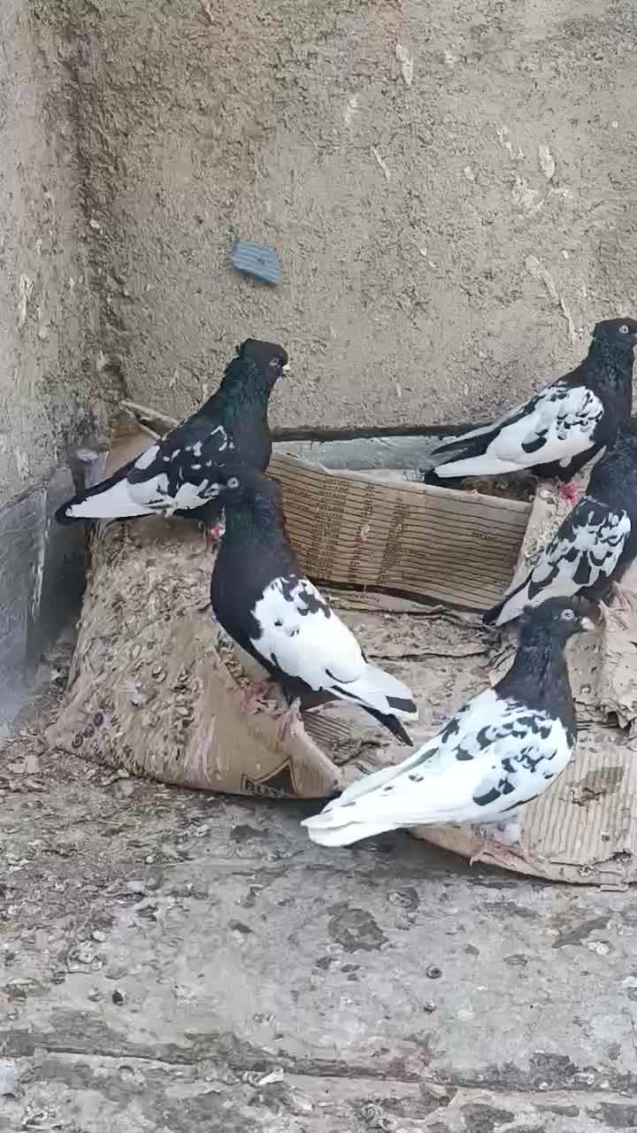 همه بشرط پرش و جوجه 6تا هسن|پرنده|شیروان (خراسان), |دیوار
