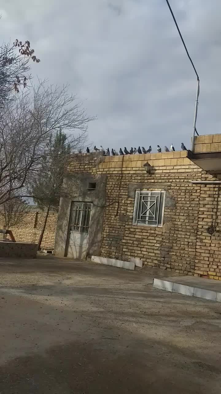 کفتر،کبوتر|پرنده|اصفهان, ارغوانیه|دیوار