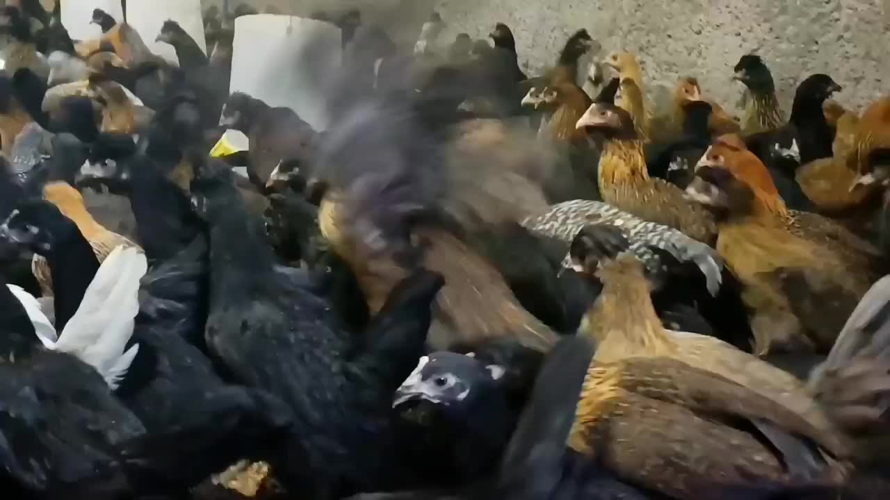 مرغ جهادی نژاد تخمگذار|حیوانات مزرعه|کاشان, خرمدشت|دیوار