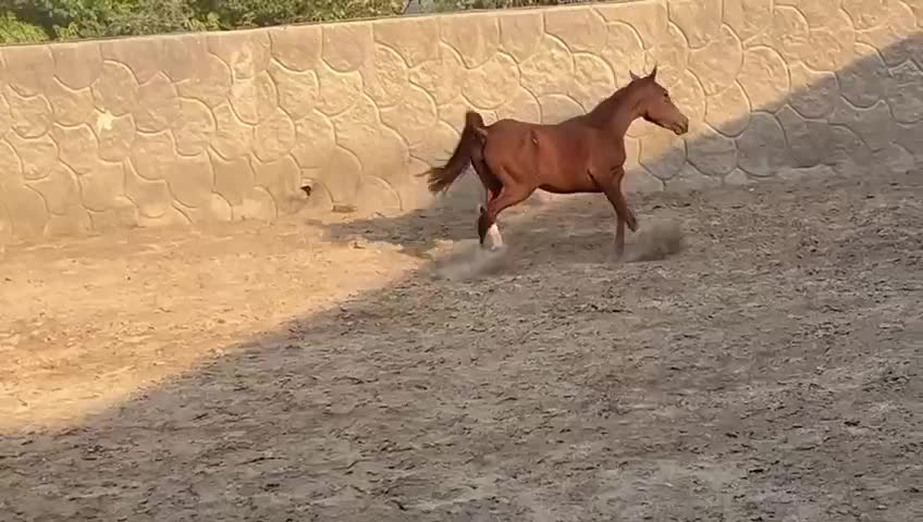 مادیان کرد ۳ساله|اسب و تجهیزات اسب‌سواری|قدس, شهر‌قدس|دیوار