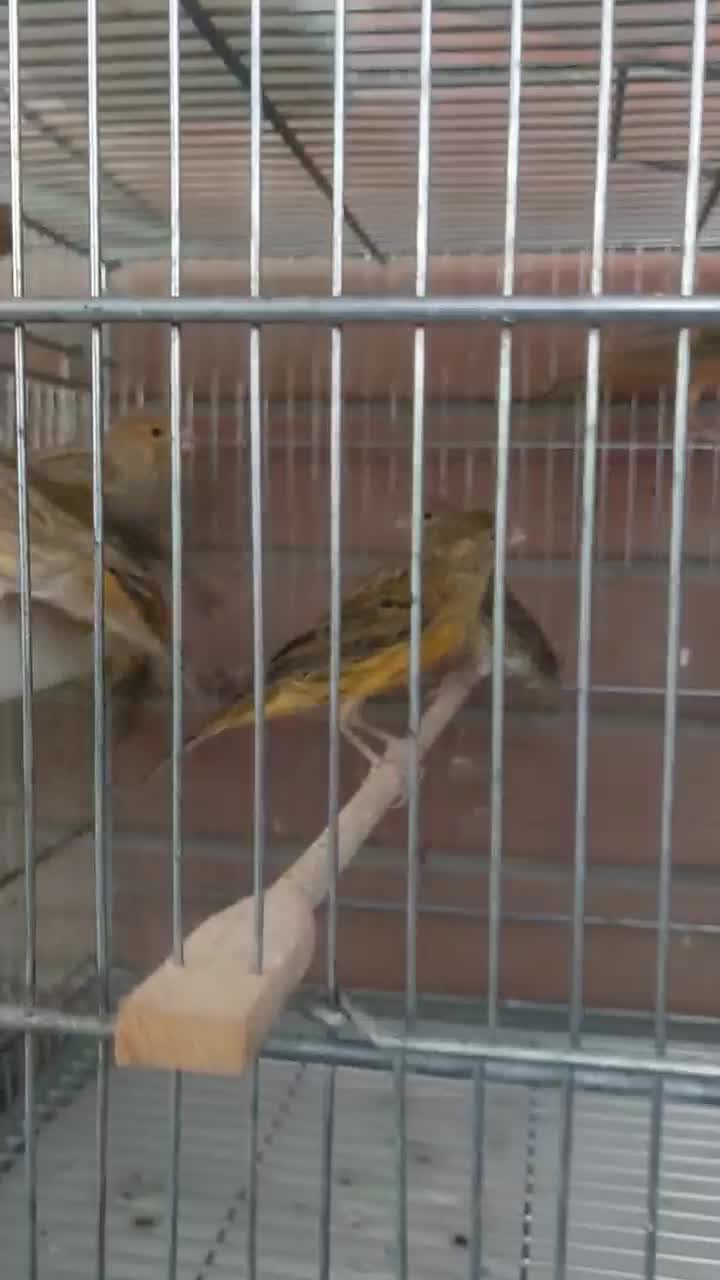 تعداد ماده قناری اوپال تن نخورده سهره یاسمین|پرنده|پاکدشت, شهرک انقلاب|دیوار