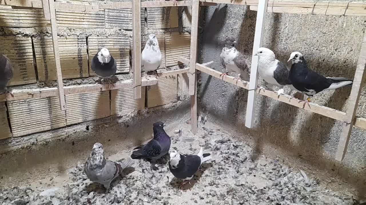 کفترپرشی|پرنده|قشم, |دیوار