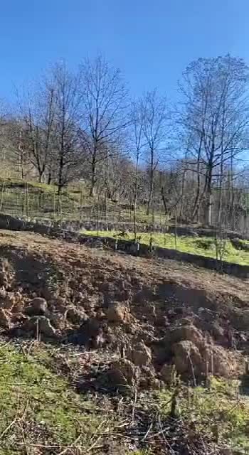 زمین مسکونی با پروانه در دل جنگل|فروش زمین و ملک کلنگی|سیاهکل, |دیوار