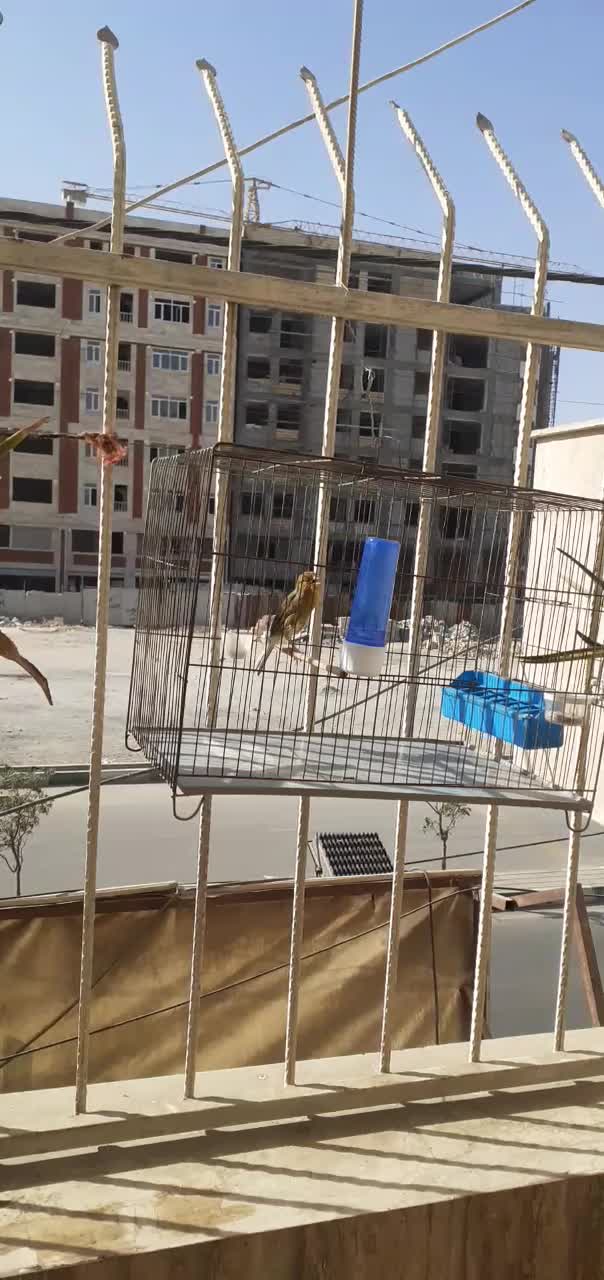 فروش قناری|پرنده|کهریزک, |دیوار