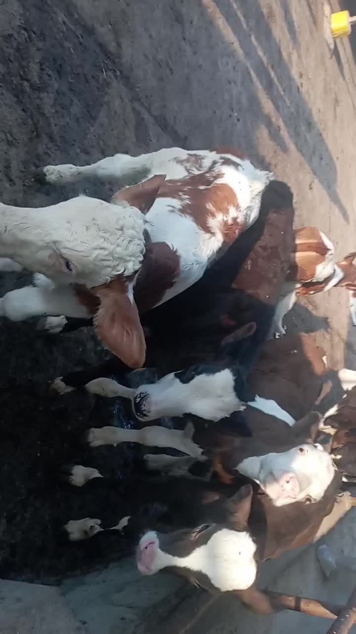 فروش گوساله های پرواری دورگ وگیلکی|حیوانات مزرعه|گمیشان, |دیوار