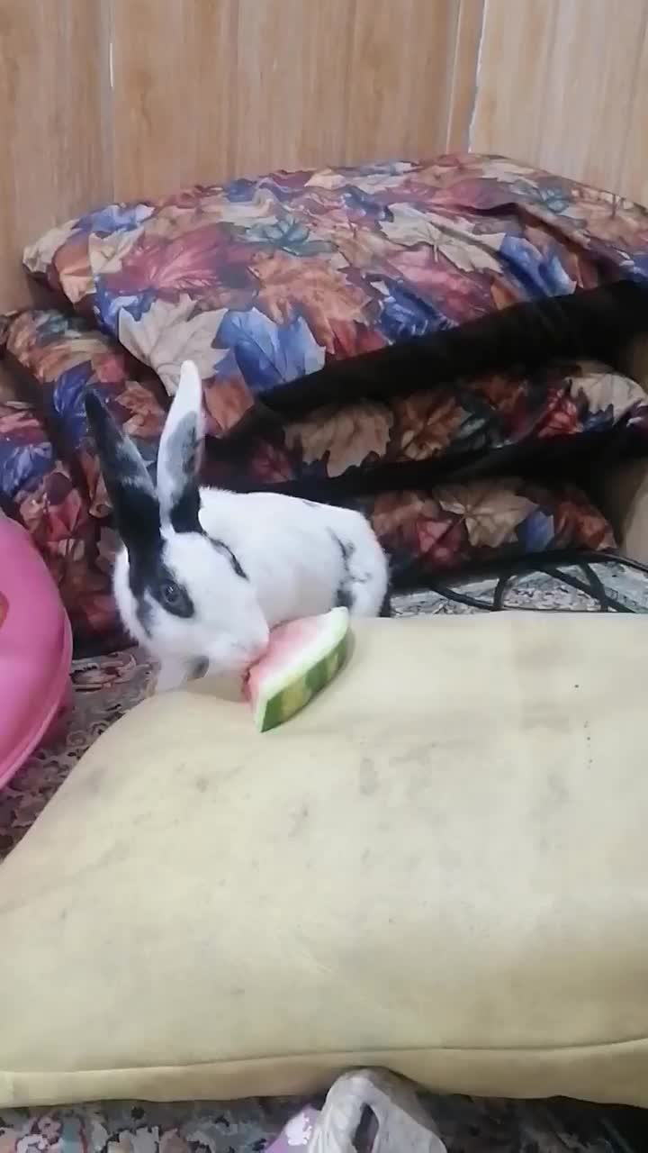 خرگوش اهلی|موش و خرگوش|آبادان, |دیوار