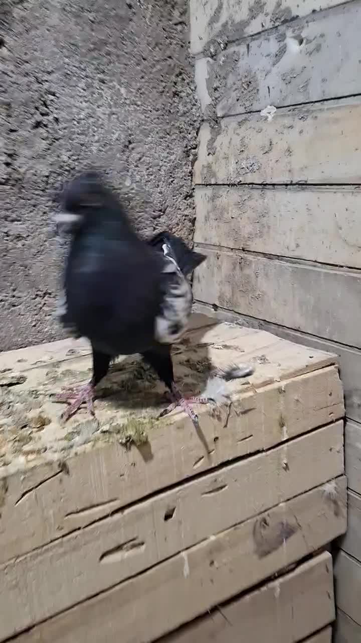 سینه سیاه|پرنده|شیراز, فرودگاه شهید دستغیب شیراز|دیوار