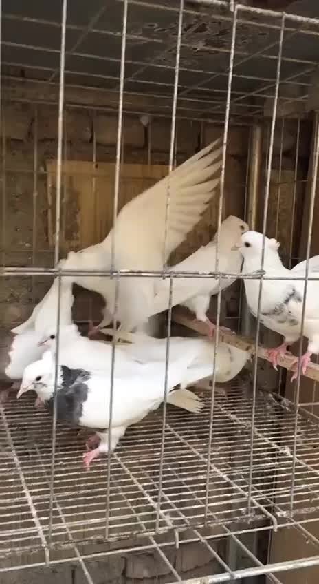 تعدادی طوقی بالغ و جوان|پرنده|مینودشت, |دیوار