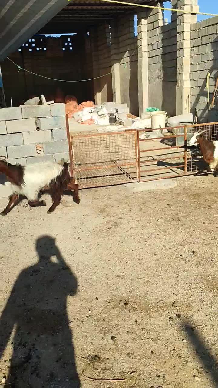 تیشتر بز|حیوانات مزرعه|بهبهان, |دیوار