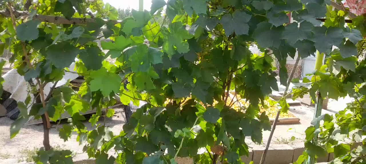 باغ ۲۰۰۰متردر اراضی مرندبه قیمت ۱۴۰۰۰۰۰۰۰۰تومان|فروش دفتر صنعتی، کشاورزی، تجاری|مرند, |دیوار