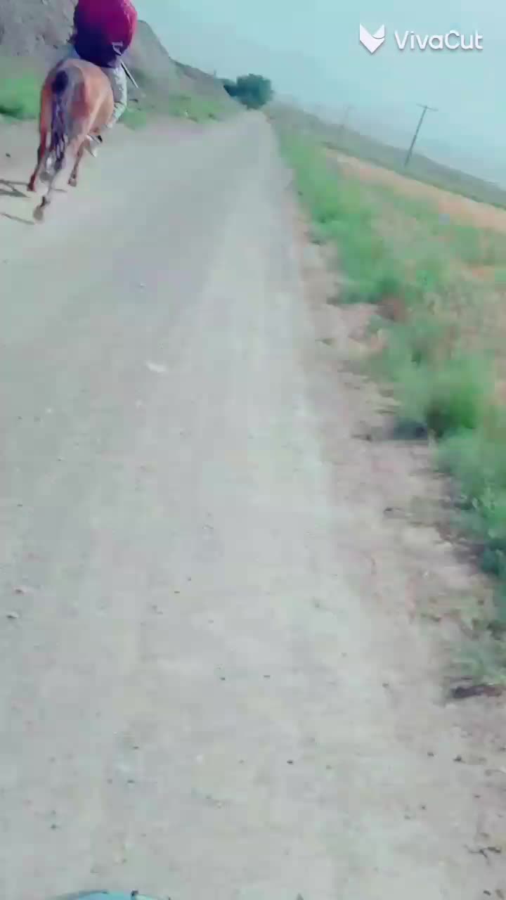 اسب|اسب و تجهیزات اسبسواری|نصر آباد, |دیوار