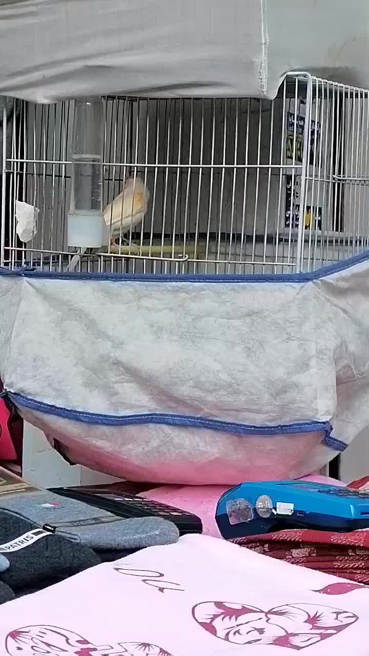 قناری نر قرص شلاقی بخون|پرنده|تهران, زهتابی|دیوار