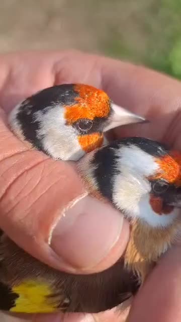 سهره گلبسر قناری|پرنده|قم, ناصردیوان|دیوار