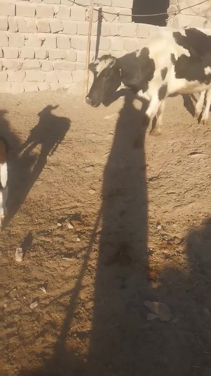 گاو همراه با گوساله|حیوانات مزرعه|لوشان, |دیوار