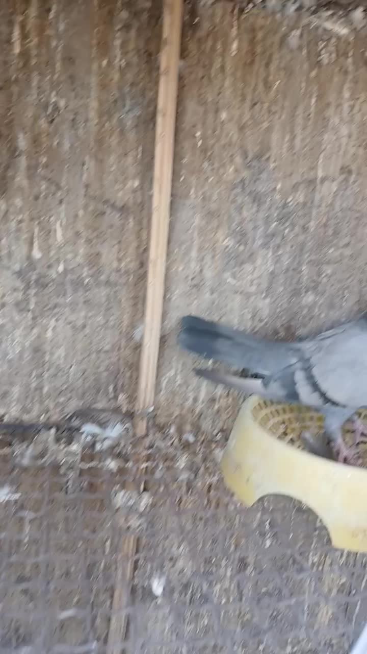 سلام.سبز،چشم سیاه بازیکن ماده به فروش میرسد|پرنده|نگار, |دیوار