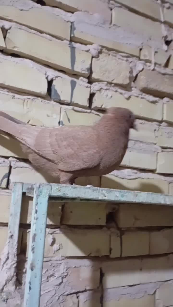 کفتر یا کبوتر|پرنده|سلامی, |دیوار