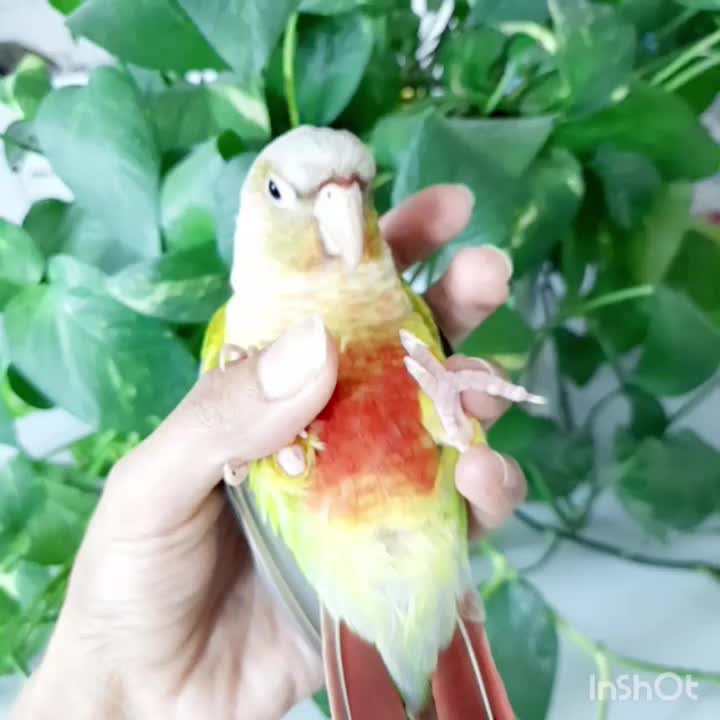 گرینچیک فول رام و دستی|پرنده|شاهرود, |دیوار