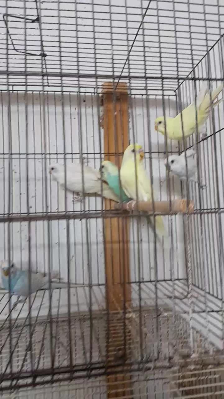 مرغ عشق زیبا|پرنده|رشت, شهریاران|دیوار