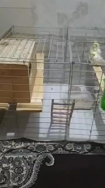 عروس هلندی|پرنده|بندرعباس, |دیوار