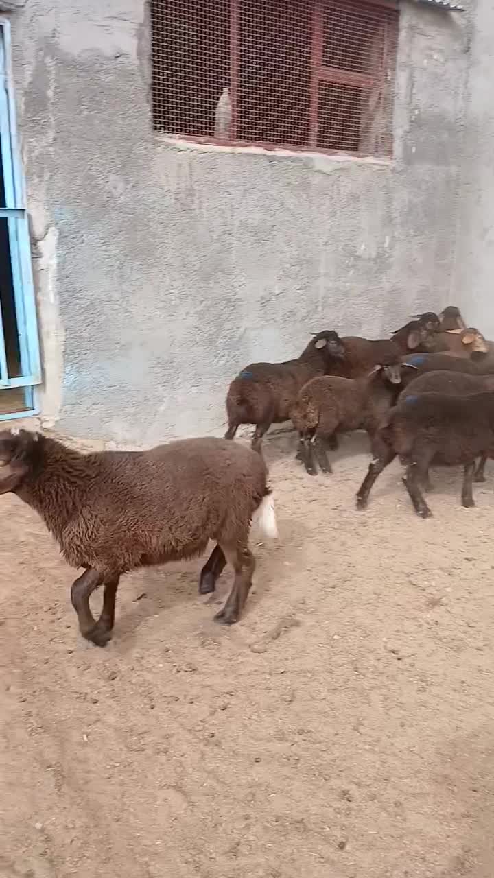 بره نر همو و هترو|حیوانات مزرعه|شهرضا, |دیوار