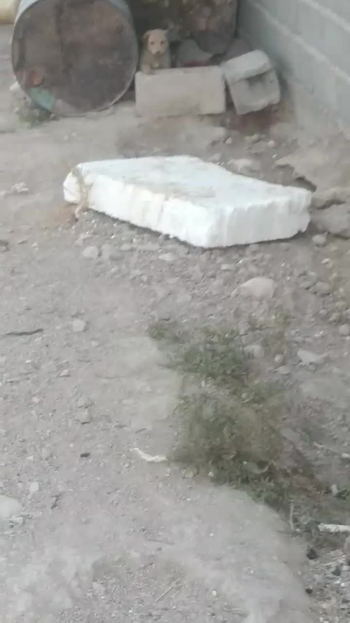 واگذار دوتا توله سگ نر سرابی اصل اصل|سگ|داراب, |دیوار