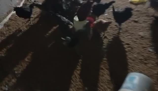 مرغ بومی محلی|حیوانات مزرعه|فولادشهر, مسکن مهر فولادشهر|دیوار