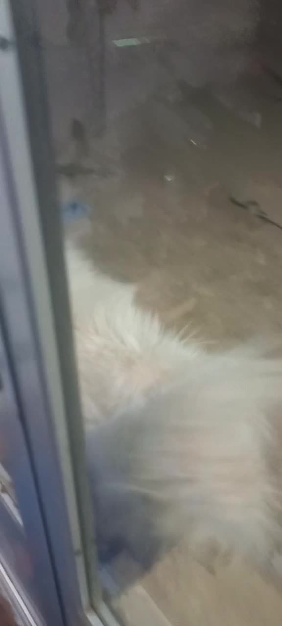 فروش سگ خانگی ب دلیل نداشتن مکان|سگ|نجف‌آباد, یزدانشهر|دیوار